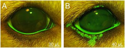 Kinetics of Fluorescein in Tear Film After Eye Drop Instillation in Beagle Dogs: Does Size Really Matter?